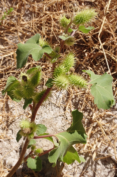 Rough Cocklebur
