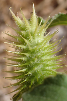 Rough Cocklebur