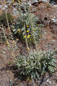 Verbascum antinori