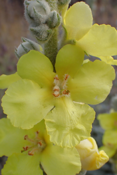 Verbascum antinori