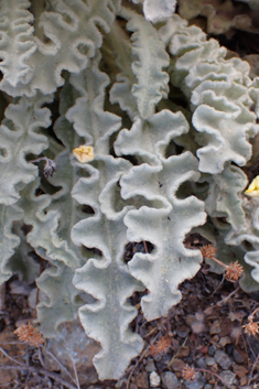 Verbascum antinori