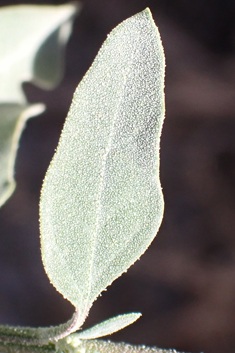 Grey Goosefoot