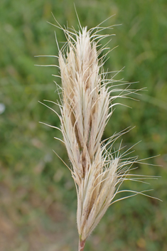 Broom Brome