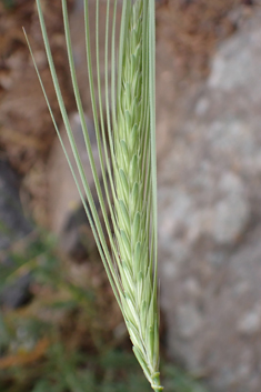 Wild Barley