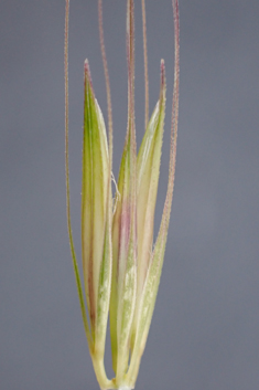 Bulbous Barley