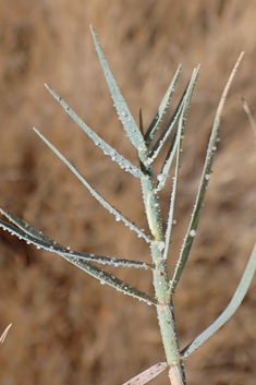 Mediterranean Salt-grass
