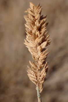 Mediterranean Salt-grass