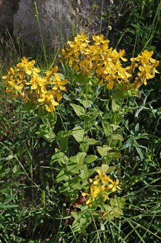 Perfoliate St John's-wort