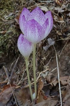 Bivon's Meadow Saffron