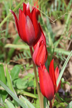 Balkan Tulip