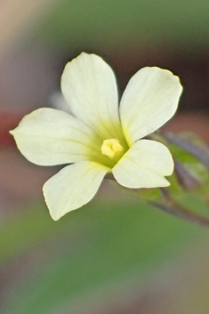 Smooth Yellow Flax