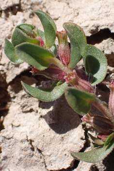 Broad-leaved Water-purslane