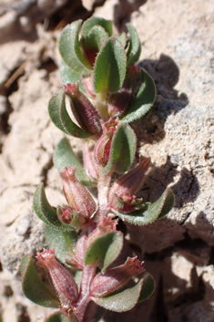 Broad-leaved Water-purslane