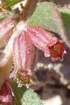 Broad-leaved Water-purslane