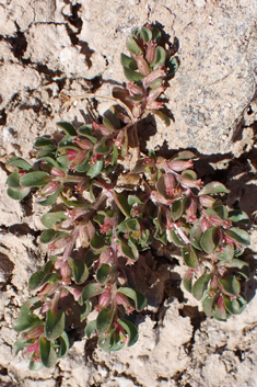 Broad-leaved Water-purslane