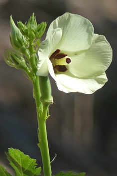 Okra