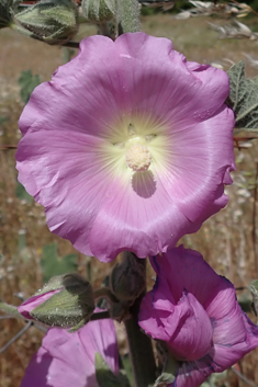 Pale Hollyhock