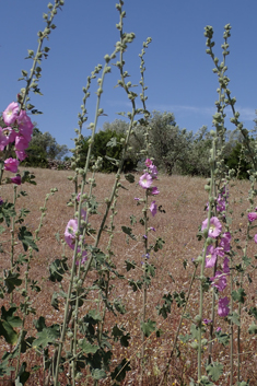 Pale Hollyhock