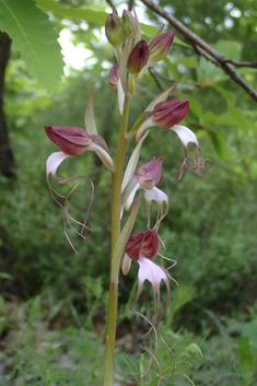 Compère's Orchid