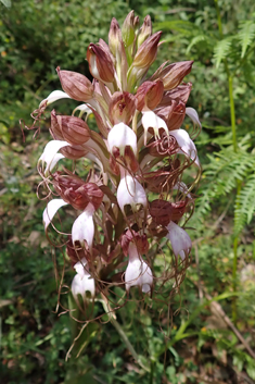 Compère's Orchid