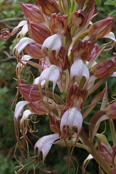 Compère's Orchid