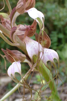 Compère's Orchid