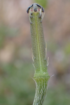 Virchov's Poppy