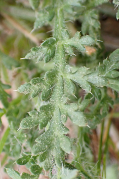 Virchov's Poppy