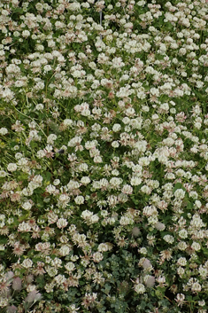 Micheli's Clover