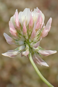 Micheli's Clover