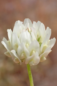 Micheli's Clover
