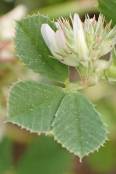 Micheli's Clover