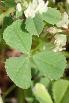 Micheli's Clover