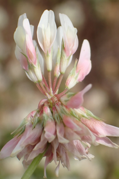Micheli's Clover