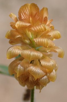 Mesogis Trefoil