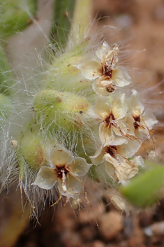Cretan Plantain