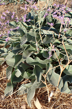 Mediterranean Sea-lavender