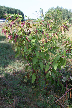 American Pokeweed