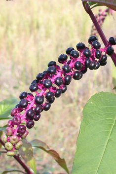 American Pokeweed