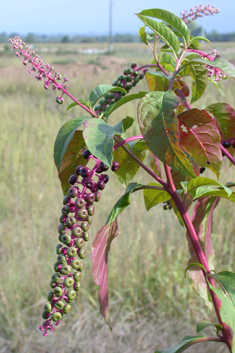 American Pokeweed