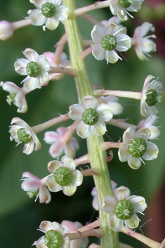 American Pokeweed