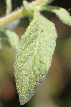 Mediterranean Fleabane