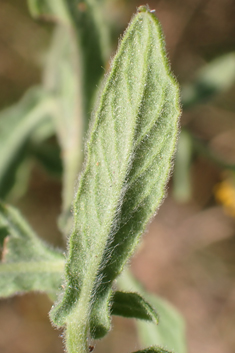 Mediterranean Fleabane