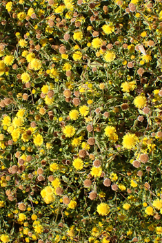 Mediterranean Fleabane