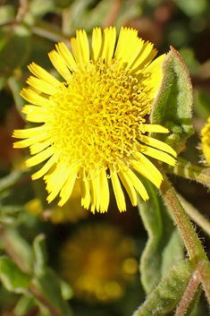 Mediterranean Fleabane