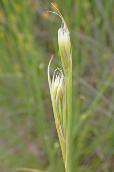 Fine-leaved Rush