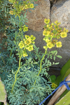 Fringed Rue