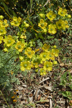 Fringed Rue