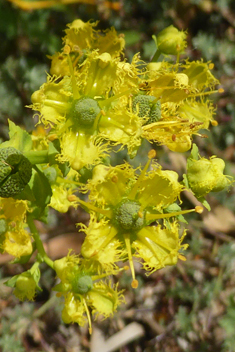 Fringed Rue