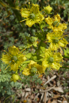 Fringed Rue